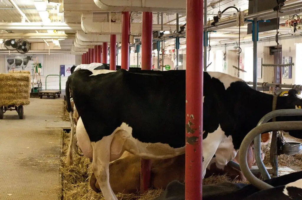 Dairy cows in a barn at the Central Experimental Farm in Ottawa, Ontario